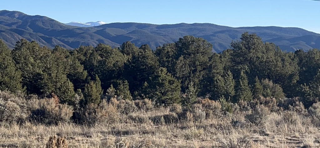 Help clearing dead trees, cutting and stacking firewood.
