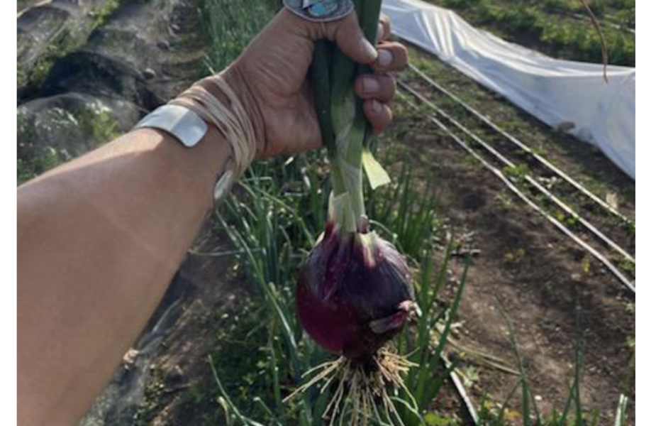 Lets Harvest Some Food! Oct 11 AN ANCHOR ORG SERVICE OPPORTUNITY