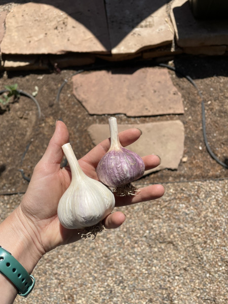 Fall harvesting, garden clean up and/or garlic planting