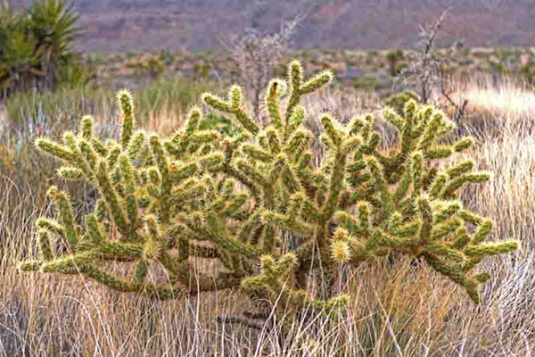 Teach me about the native plants of Taos