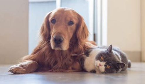 Pet Sitting