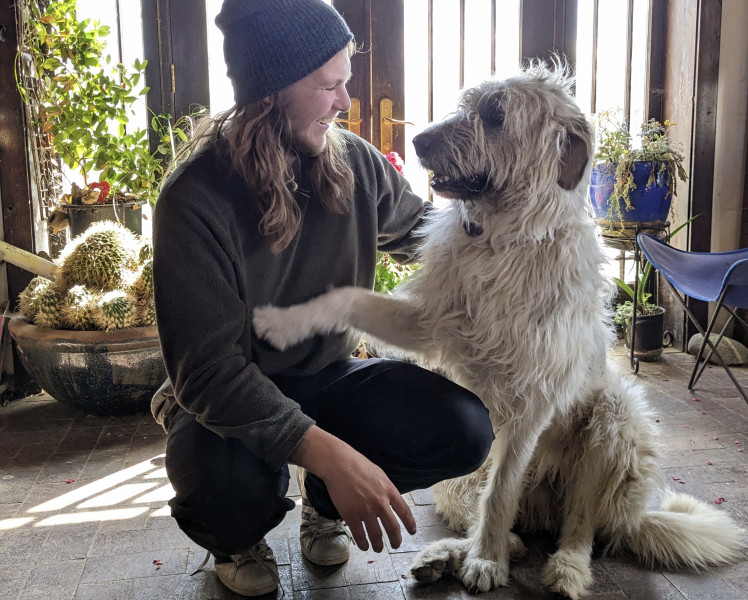 Dog sitting on 3 acre farm. One fenced grassy acre for your dog to run in with large companion dog