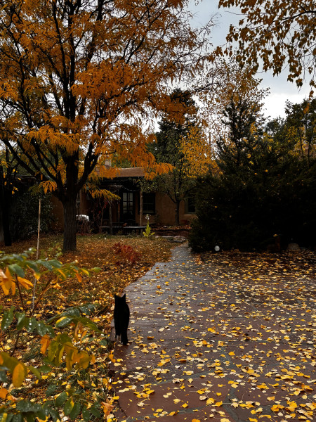 cat & house sitter Jan 20 - March 1. live-in.