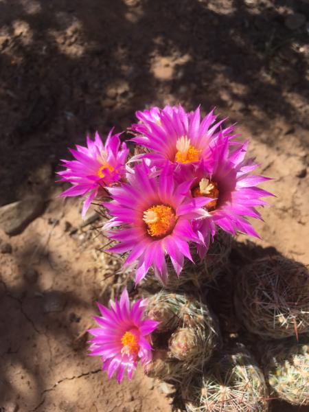 Sunday docent tour Taos Art Museum at Fechin house or Rio Grande National Monument Vista Verde hike