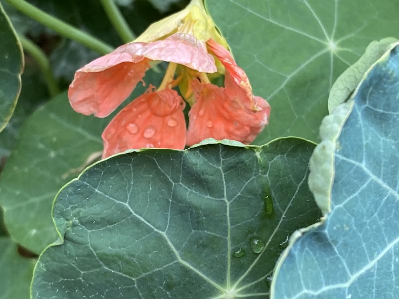 Annual/Perennial Garden Planning