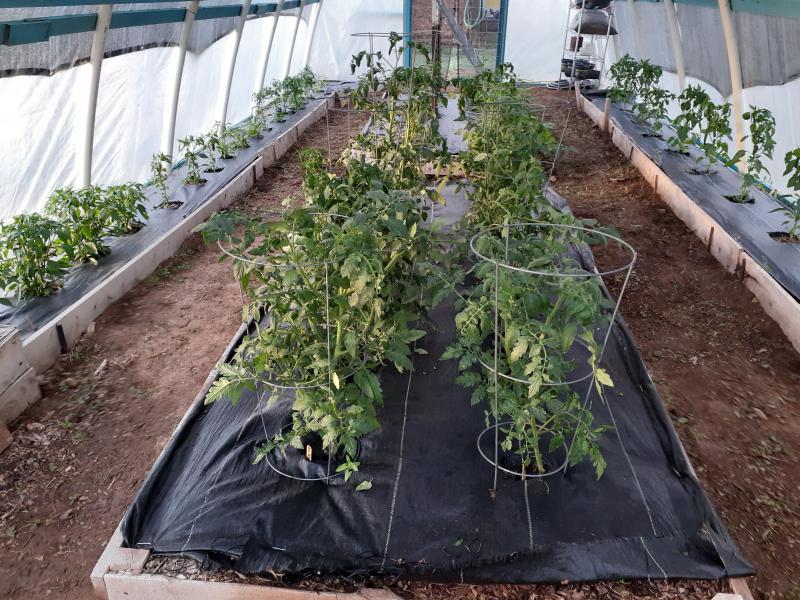 MAY 6 Hi Tunnel [Hoop House] Construction AN ANCHOR ORG SERVICE OPPORTUNITY