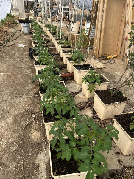 Todd's Taos Tomatoes--weekly tending in our Greenhouse